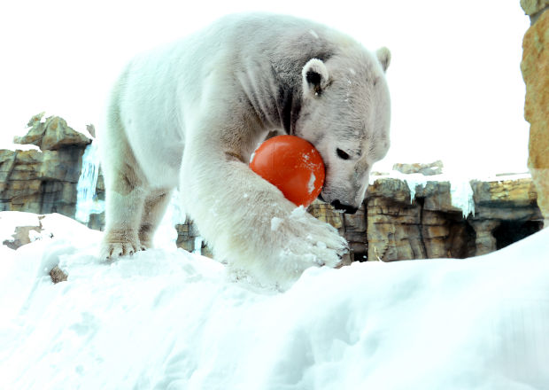 Animal shots of the week
